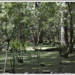 Piscina della Verdesca | Sabaudia